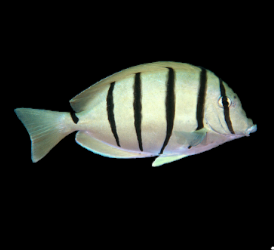 Convict Tang