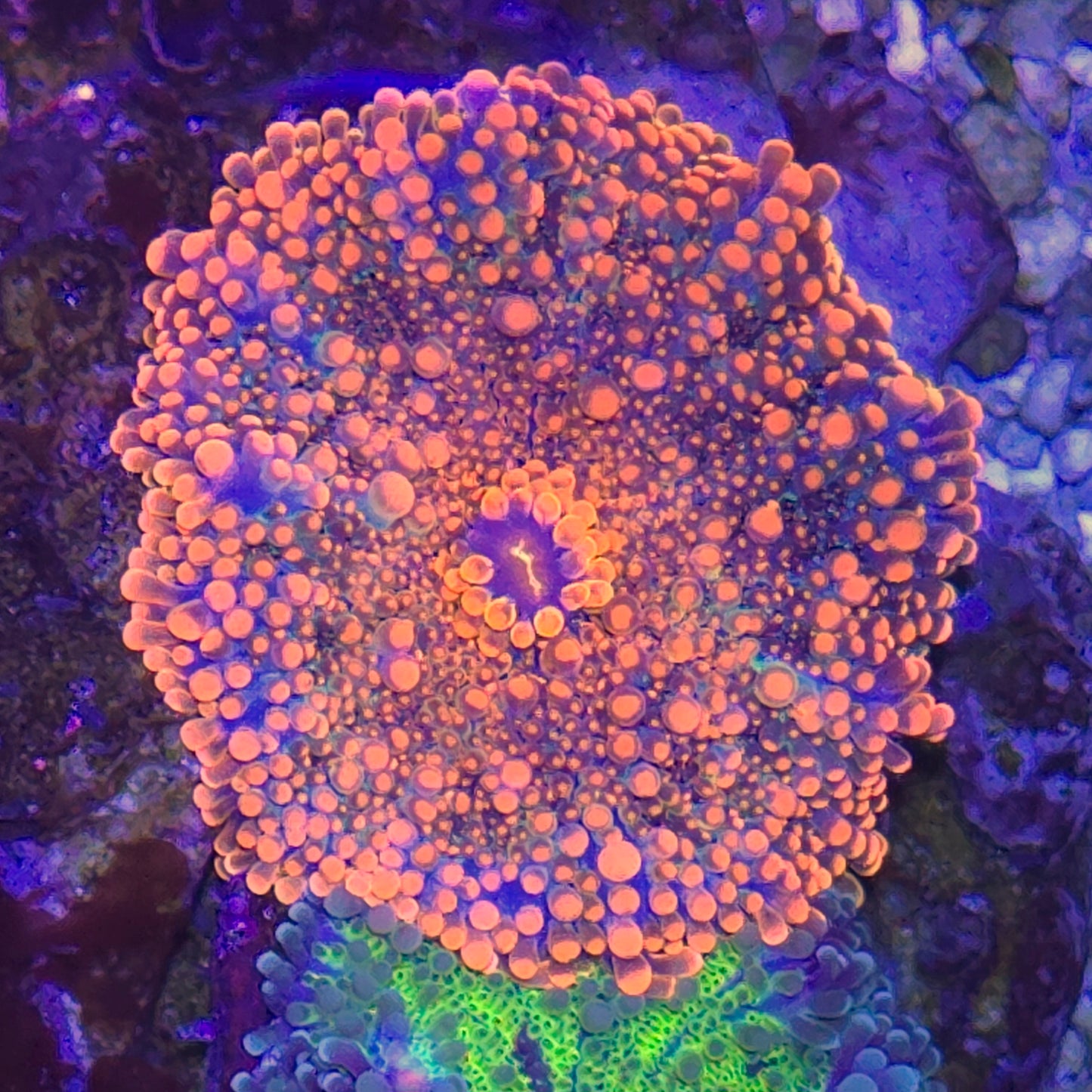 Orange Yuma Mushroom