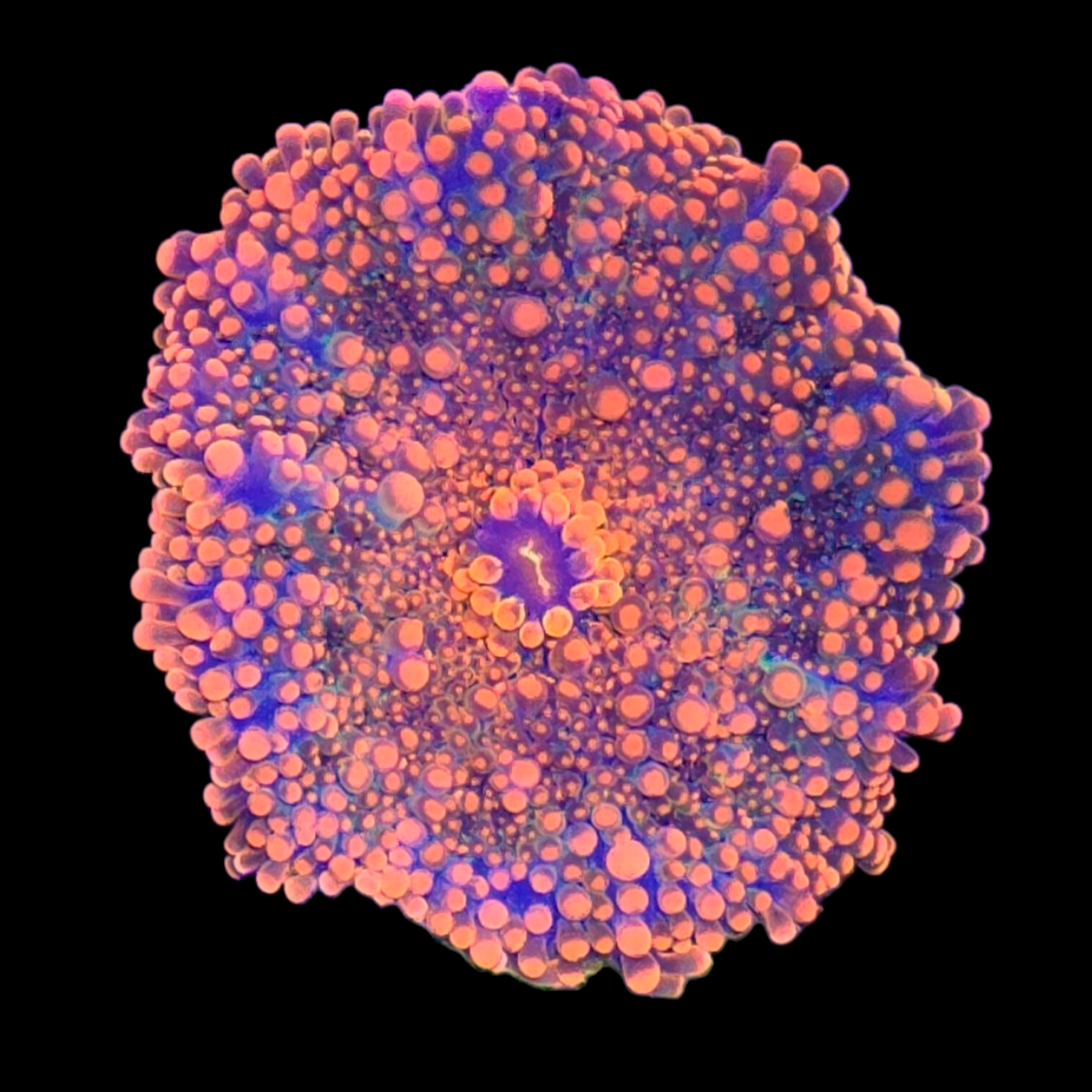 Orange Yuma Mushroom