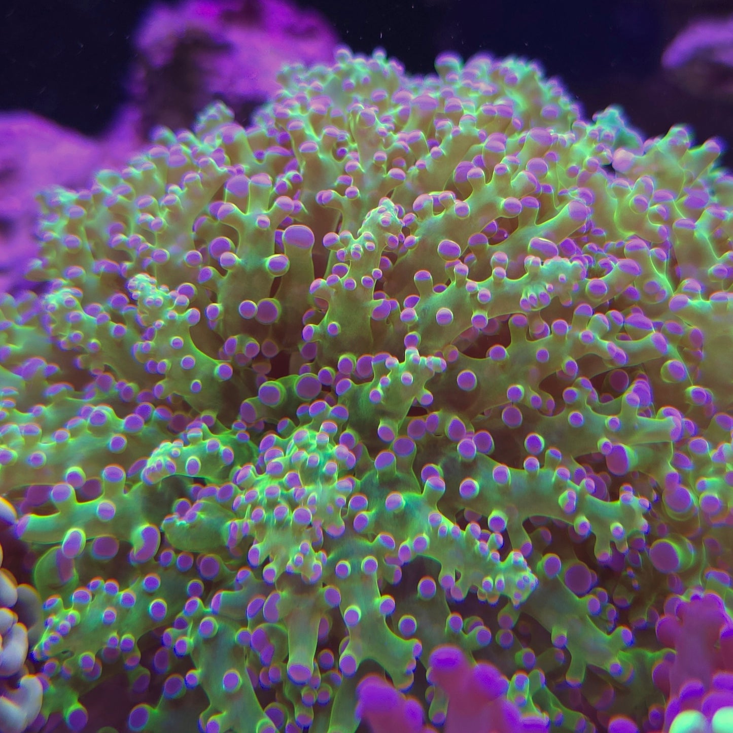 Purple Tip Green Frogspawn