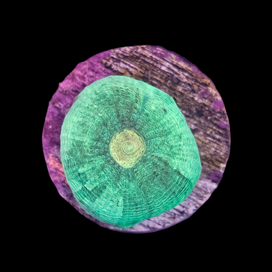 Alien Green Favia Coral Frag