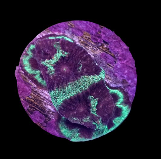 Purple-neon Favia Coral Frag