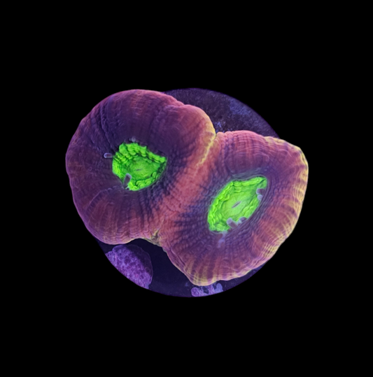 Sunset Green Mouth Acan