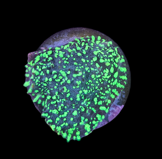 Neon Leptoseris