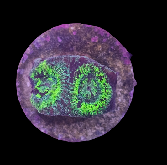 Neon Green Acan