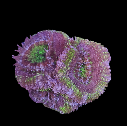 Purple Green Blasto