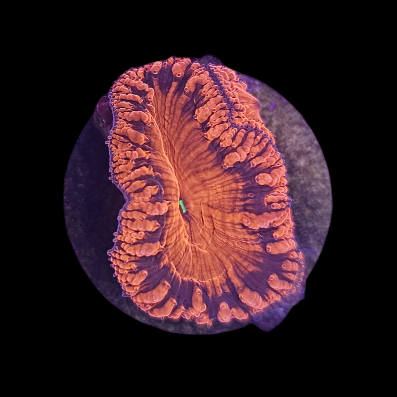 Red Blasto
