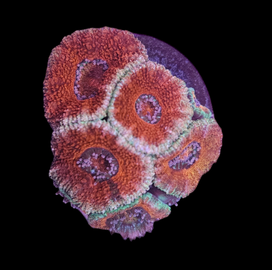 Red Acan
