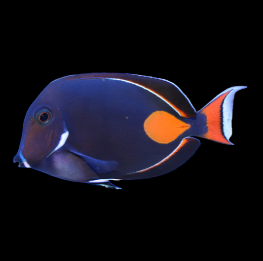 Achilles Tang
