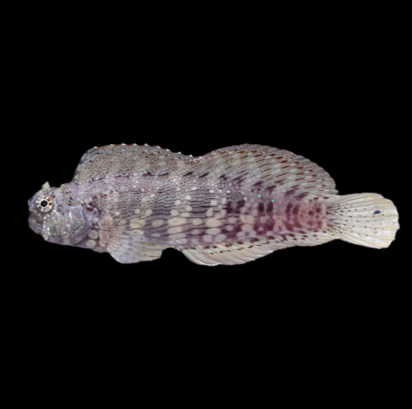 Algae Blenny