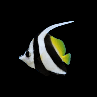 Bannerfish
