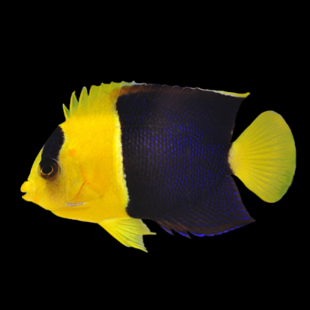 Bicolor Angelfish
