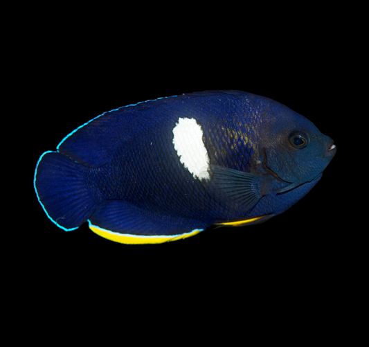 Keyhole Angelfish