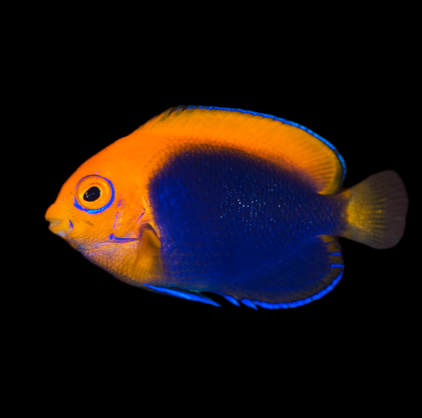 Flameback Angelfish