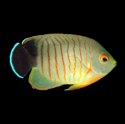 Eibli Angelfish