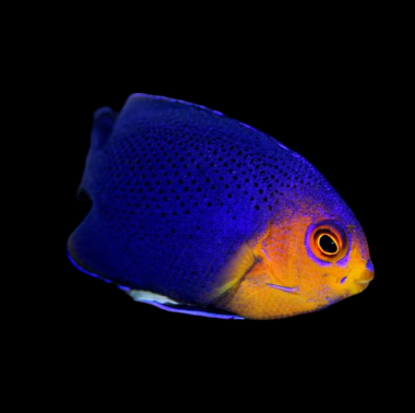 Pygmy Angelfish