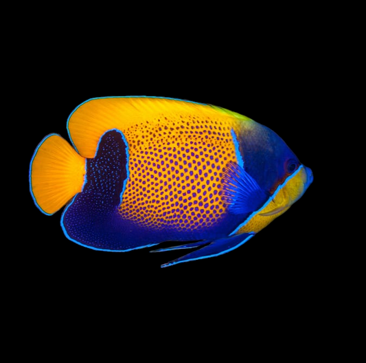 Majestic Angelfish