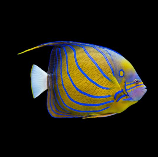 Blue Ring Angelfish