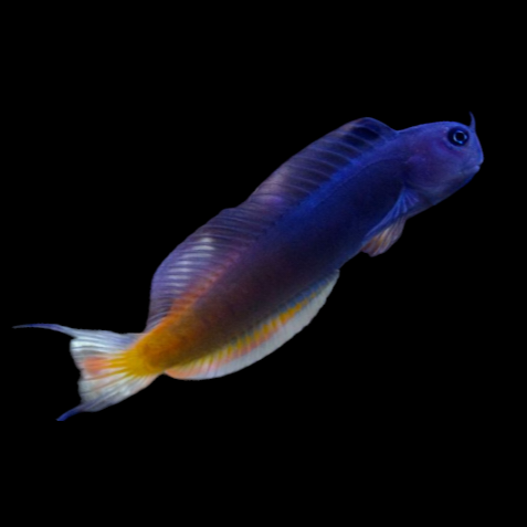 Bicolor Blenny