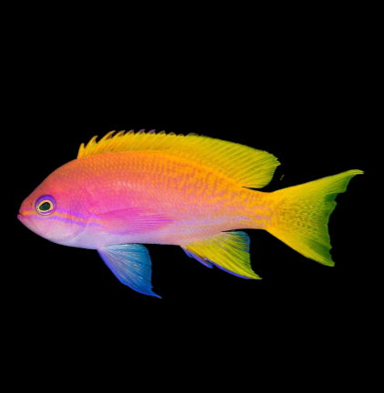 Bimaculatus Athias
