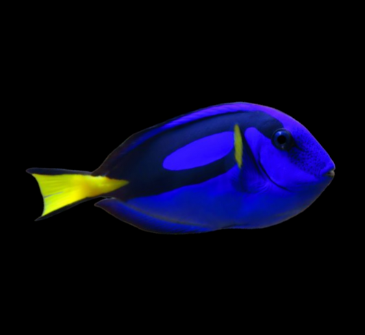 Blue Tang