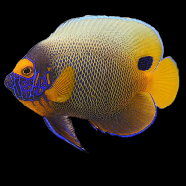 Blueface Angelfish