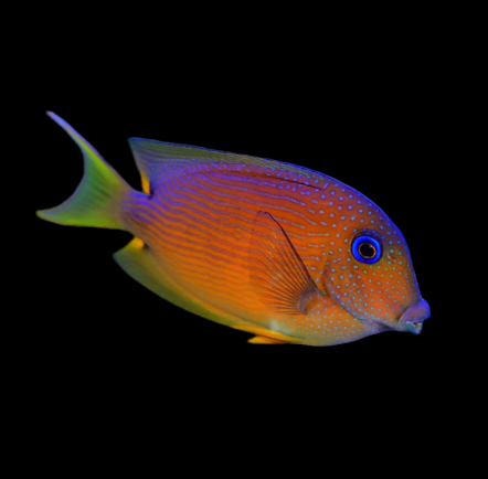Blue Eye Bristletooth