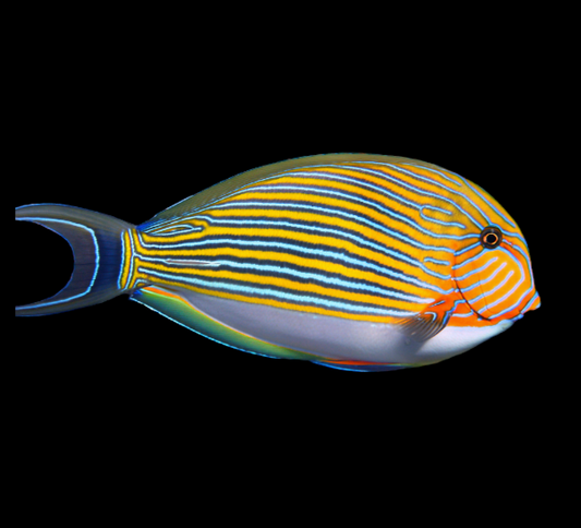 Clown Tang