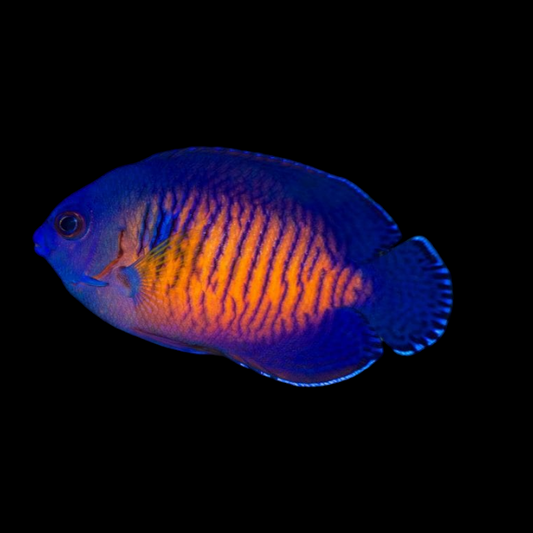 Coral Beauty Angelfish