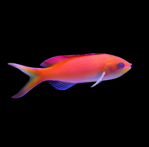 Dispar Anthias