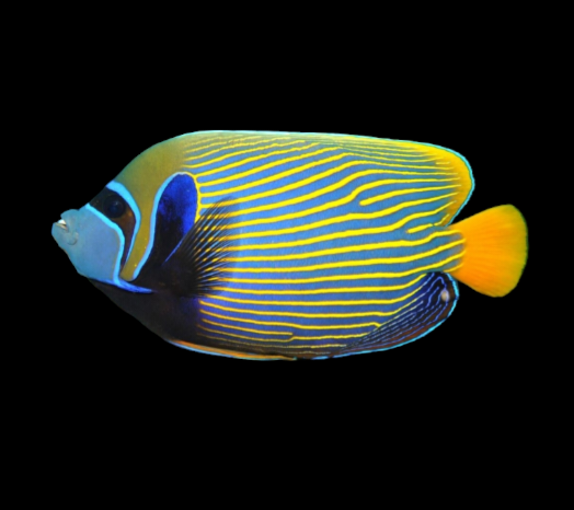 Emperor Angelfish