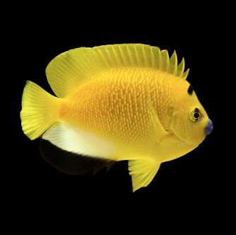 Flagfin Angelfish