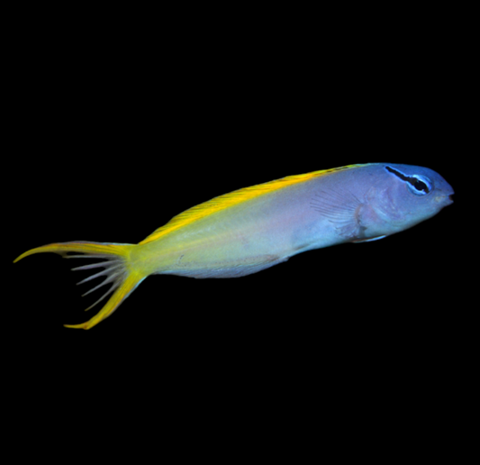 Forktail Blenny