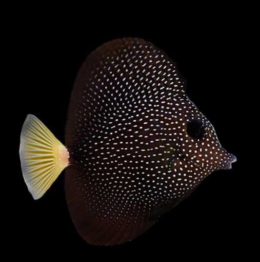 Gem Tang