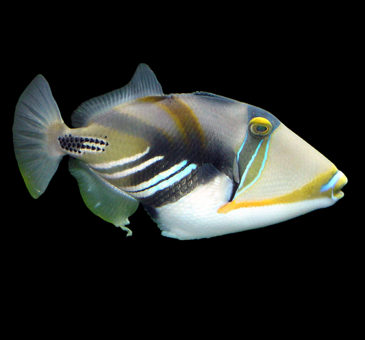 Humu Picasso Triggerfish