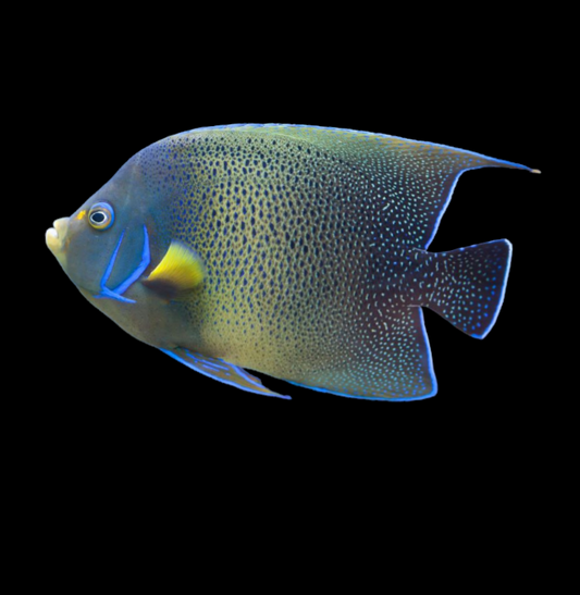 Koran Angelfish