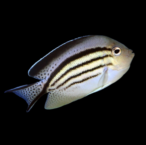 Lamarck's Angelfish