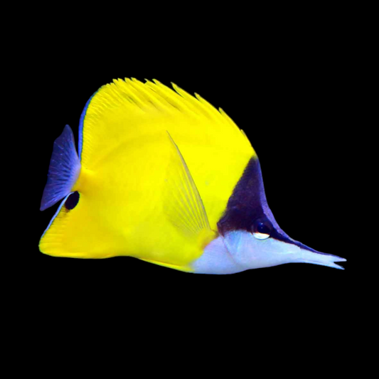 Longnose Butterflyfish