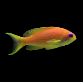 Lyretail Anthias