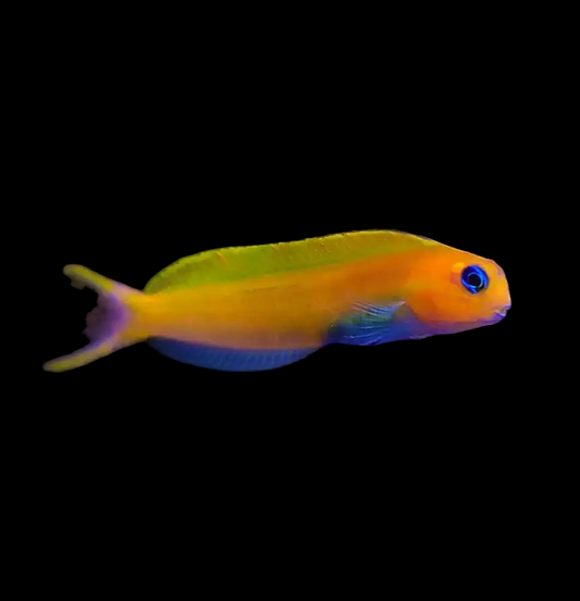 Midas Blenny