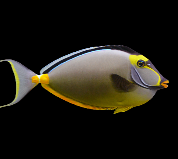 Naso Tang (S)