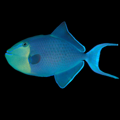 Niger Triggerfish