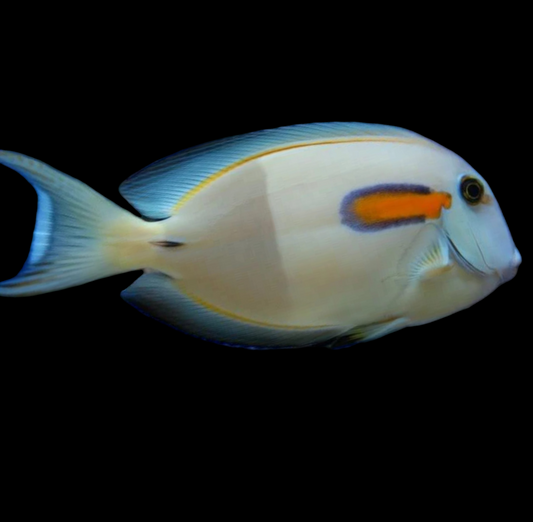 Orange Shoulder Tang