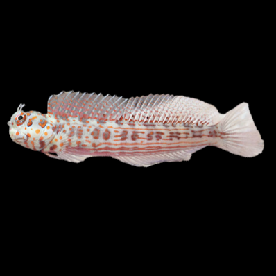 Orange Spotted Blenny