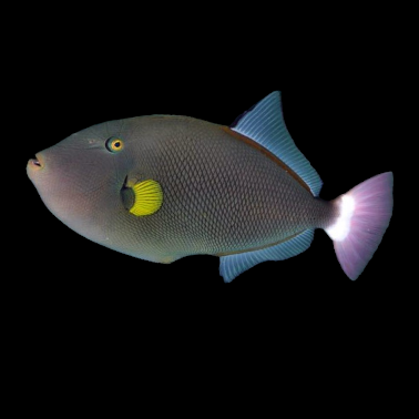 Pinktail Triggerfish
