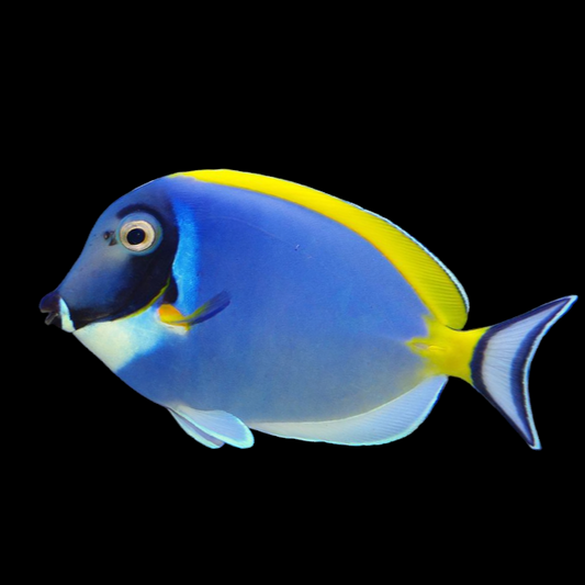 Powder Blue Tang