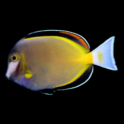 Powder Brown Tang