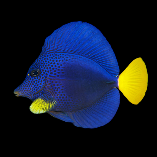 Purple Tang