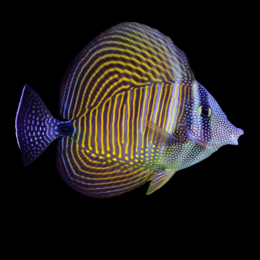 Red Sea Sailfin Tang
