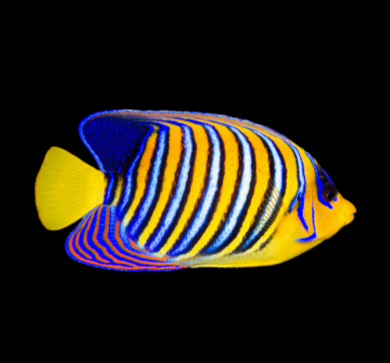 Regal Angelfish